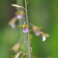 Chinese Crown Orchid