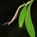 Dragonfly on a Epidendrum Nocturnum Bud