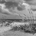 Dune Grass Venice  Beach Florida