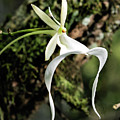 Ghost Orchid