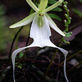 Ghost Orchid Survivor