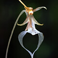 See-through Ghost Orchid 