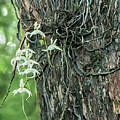 Super Ghost Orchid 