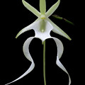 Unique Ghost Orchid