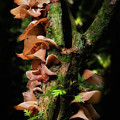 Wood Ear 