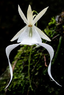  Ghost Orchid